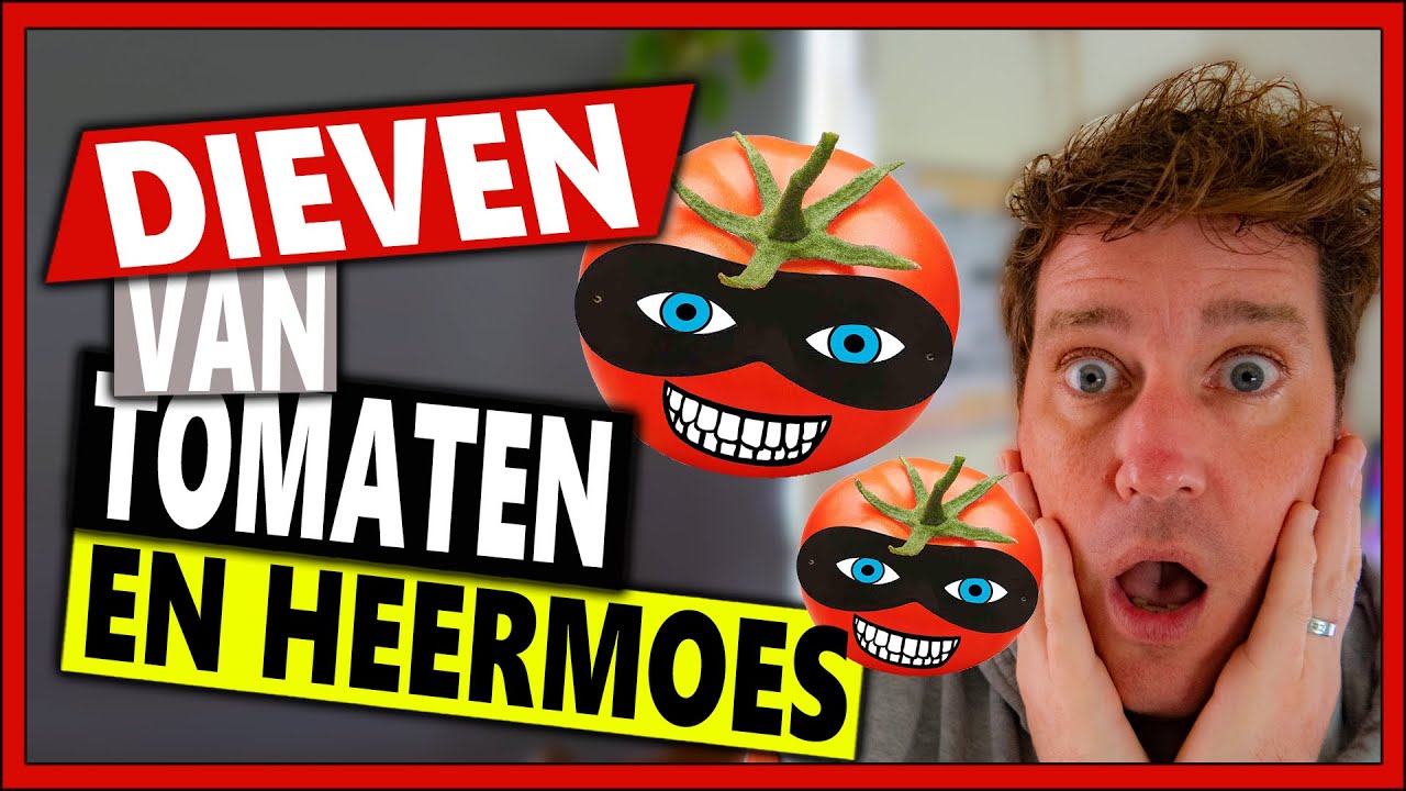 TOMATEN DIEVEN DOE JE ZO |𝐌𝐨𝐞𝐬𝐭𝐮𝐢𝐧 𝐕𝐥𝐨𝐠 𝟏𝟐𝟑| Tomaten kweken tomaten dieven en toppen, tomaten zaaien