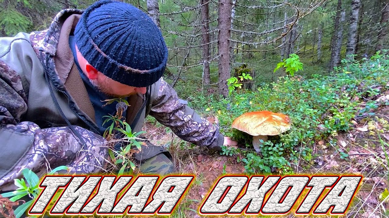 НЕ ПРОПУСТИТЕ САМЫЕ УРОЖАЙНЫЕ МЕСТА ДЛЯ ТИХОЙ ОХОТЫ В ЛЕСУ