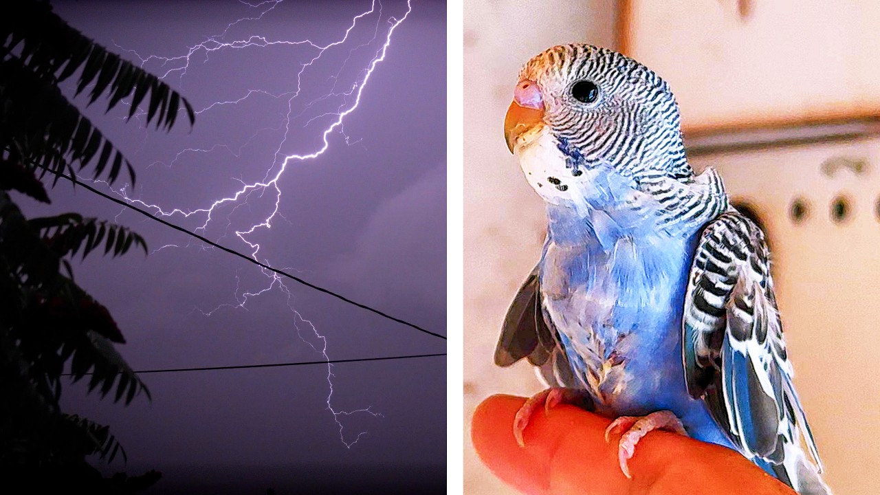 Can Lightning Really Kill a Bird? I Found Out…