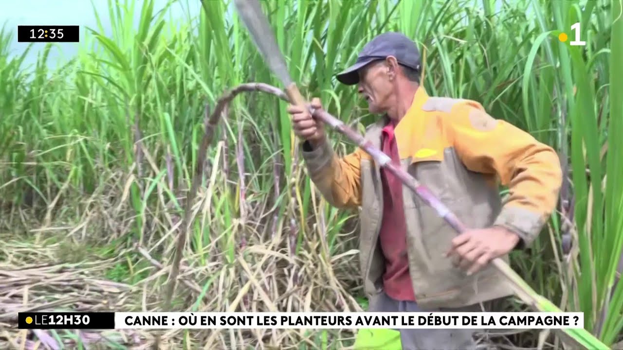 Le début de la campagne sucrière 2025 tarde, pourtant dans les champs la coupe a déjà commencé
