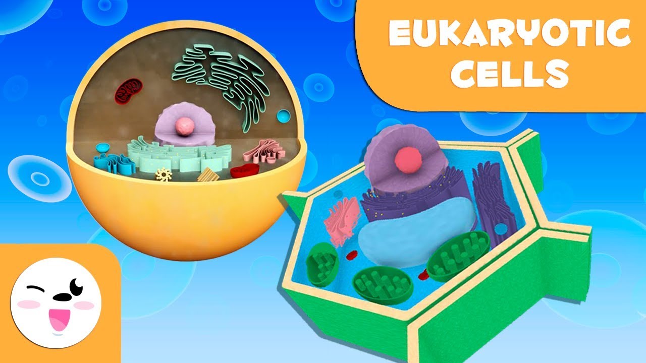Eukaryotic cells and their parts, for kids - Plant and animal cell