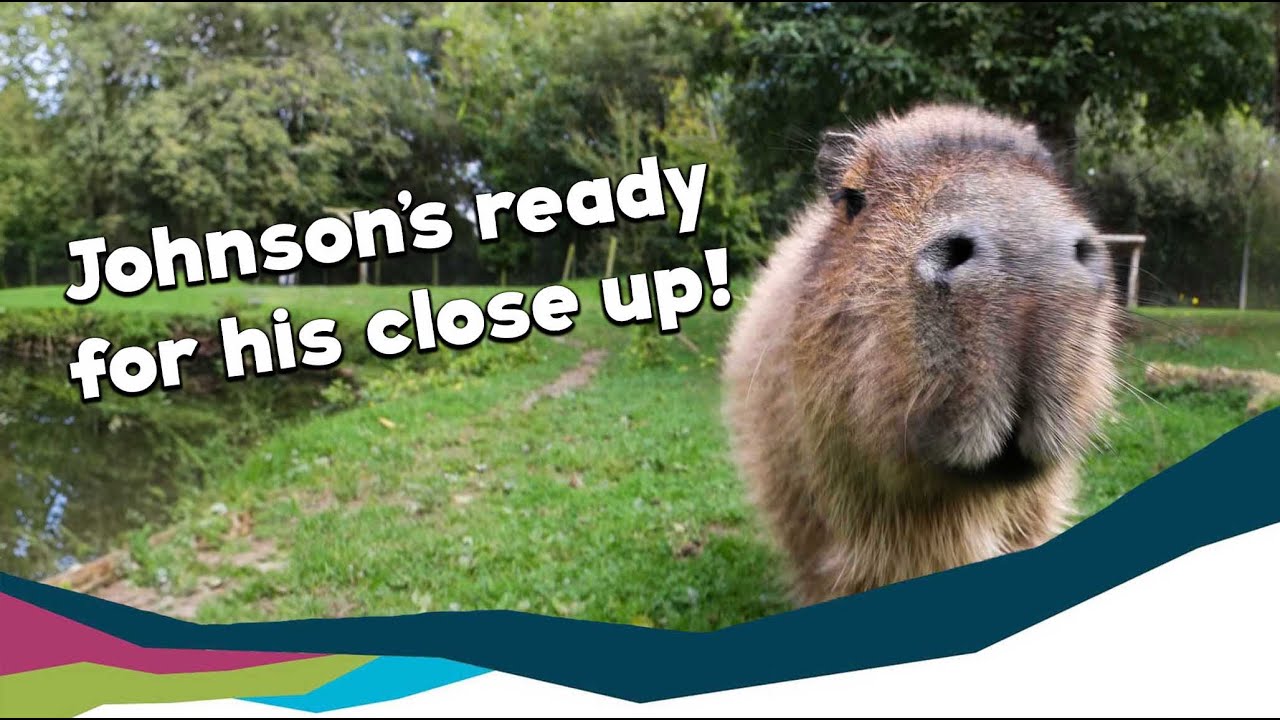Johnson the Capybara Gets a Health Check!