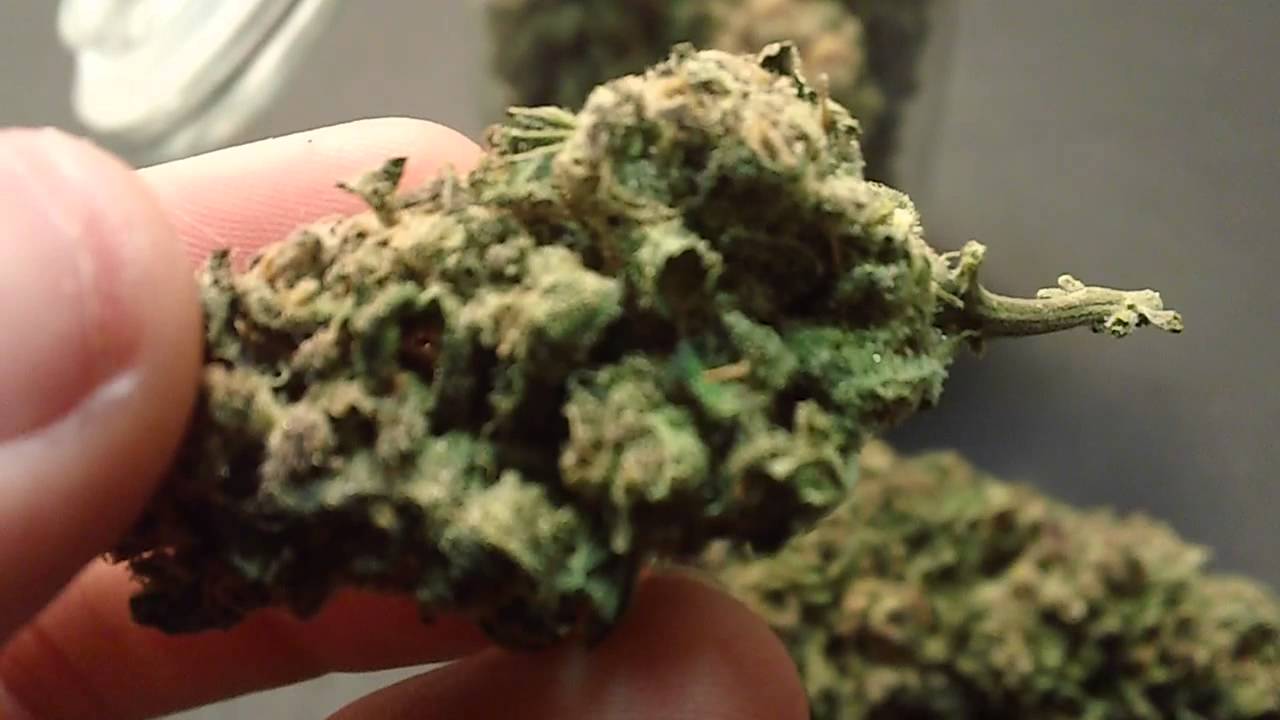 Grape Kush Harvest Part 3