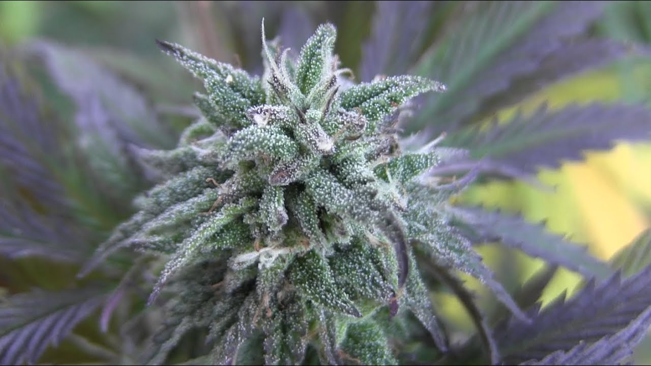 HD CANNABIS FLOWER UPDATE INCREDIBLE CLOSE UP IMAGES! 10-2-15