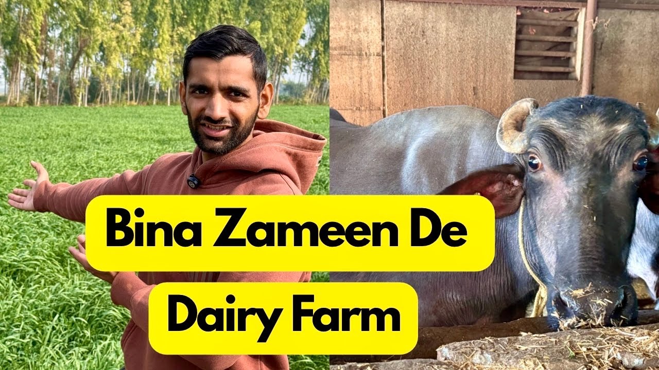 Dairy Farm Without Land- Is It Possible.