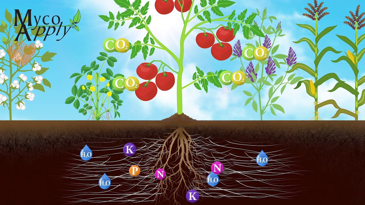 MycoApply Agriculture Animation
