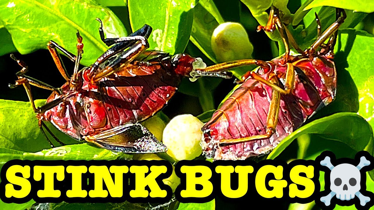 Stink Bugs 18 Day Egg Study Flamethrower Vs Detergent What's The Best Pest Control