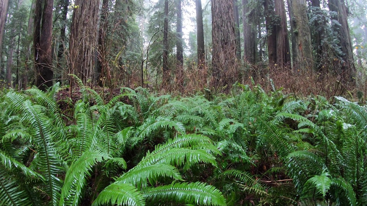 Recording Various Forest Ambiences with LOM Mikro Usi's near Redwoods National Park in California