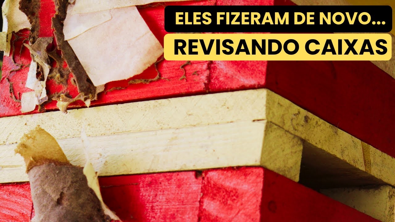 ELES FIZERAM DE NOVO - VAGABUNDOS INVADIRAM MEU MELIPONÁRIO 