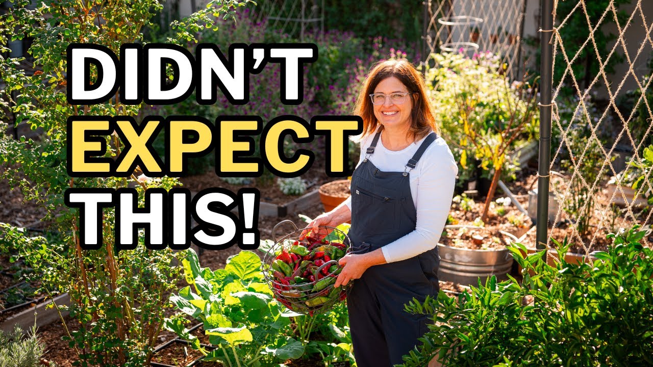 Late Fall Desert Garden Tour: Surprises, Setbacks & What’s Next