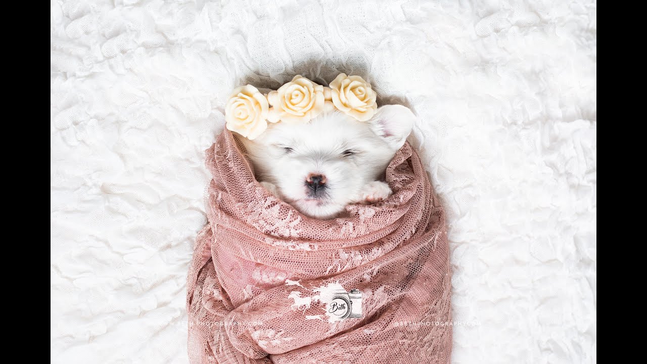 FULL Length Newborn Puppy Photography Session