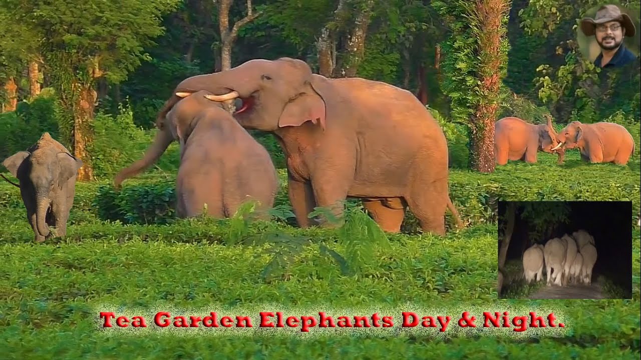 Tea Garden Elephants Day & Night.