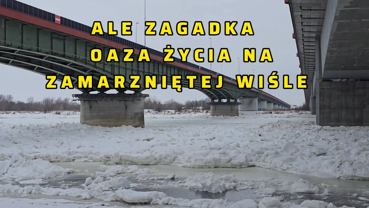 24.1.2026. Ale zagadka! Oaza życia na zamarzniętej Wiśle.
