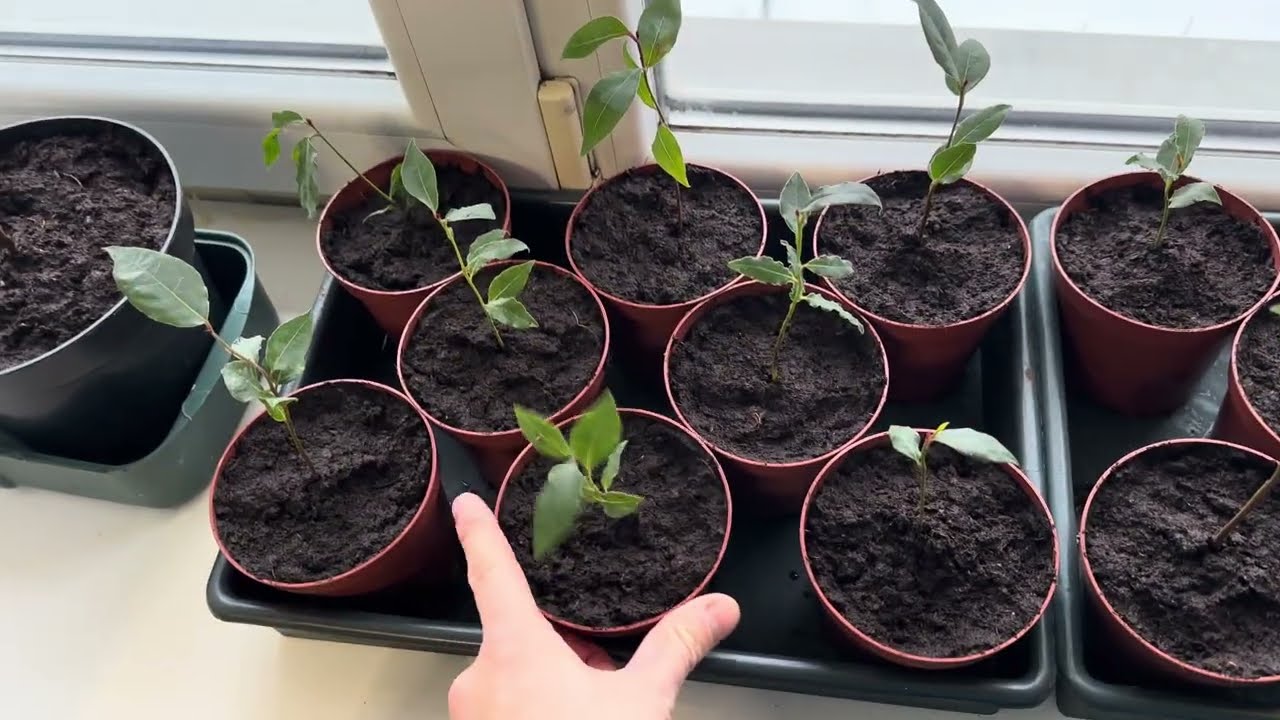 Пересадка примул, підготовка до висівання насіння для розсади 🌱