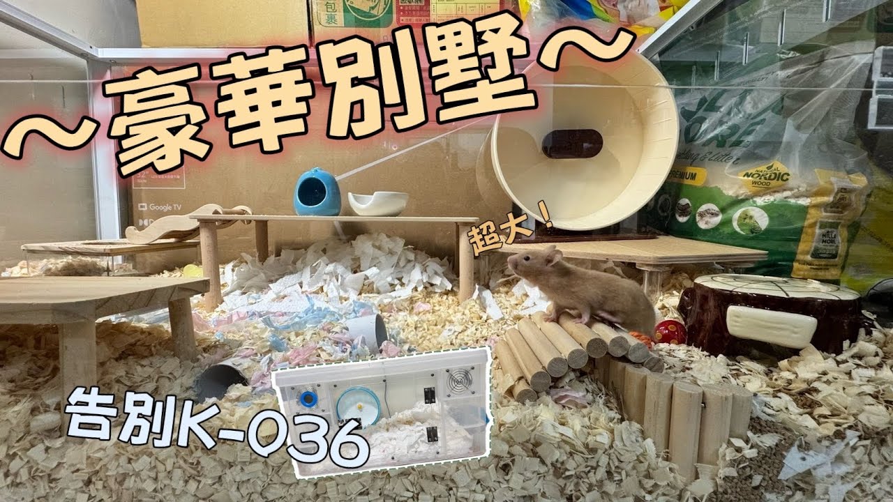好鼠命！從舊窩到夢想豪宅！幫倉鼠打造全新小窩💛