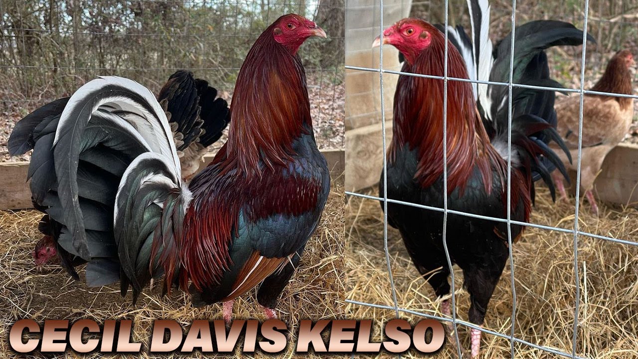 Cecil Davis Kelso Asil Antonio Deras Farm Beautiful Birds Big Farm