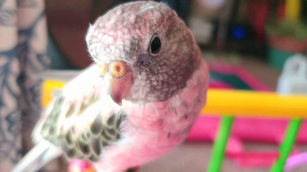 Morning with Ichigo, a cute rosy bourke parakeet