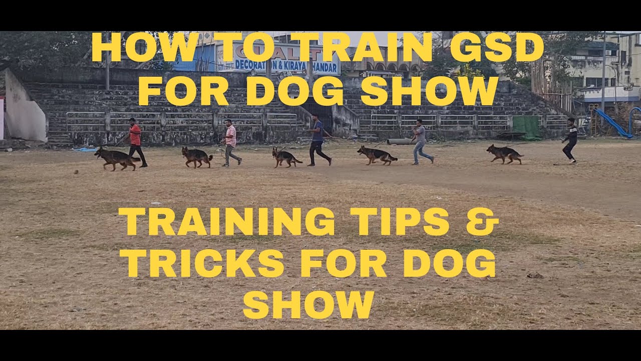 EPISODE 11 II HOW TO TRAIN THE GERMAN SHEPHERD DOGS FOR DOG SHOW