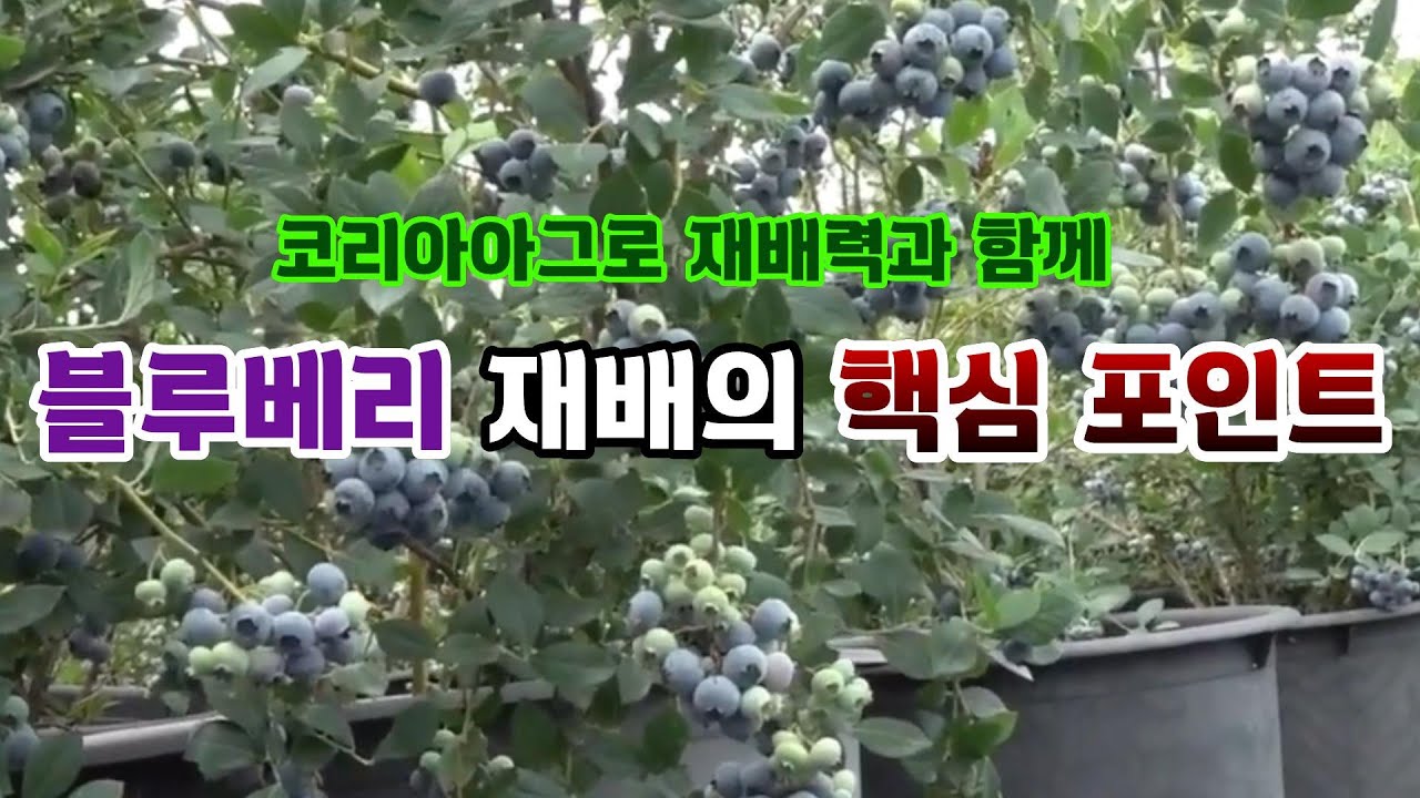 블루베리 재배의 핵심 포인트(코리아아그로 재배력과 함께)