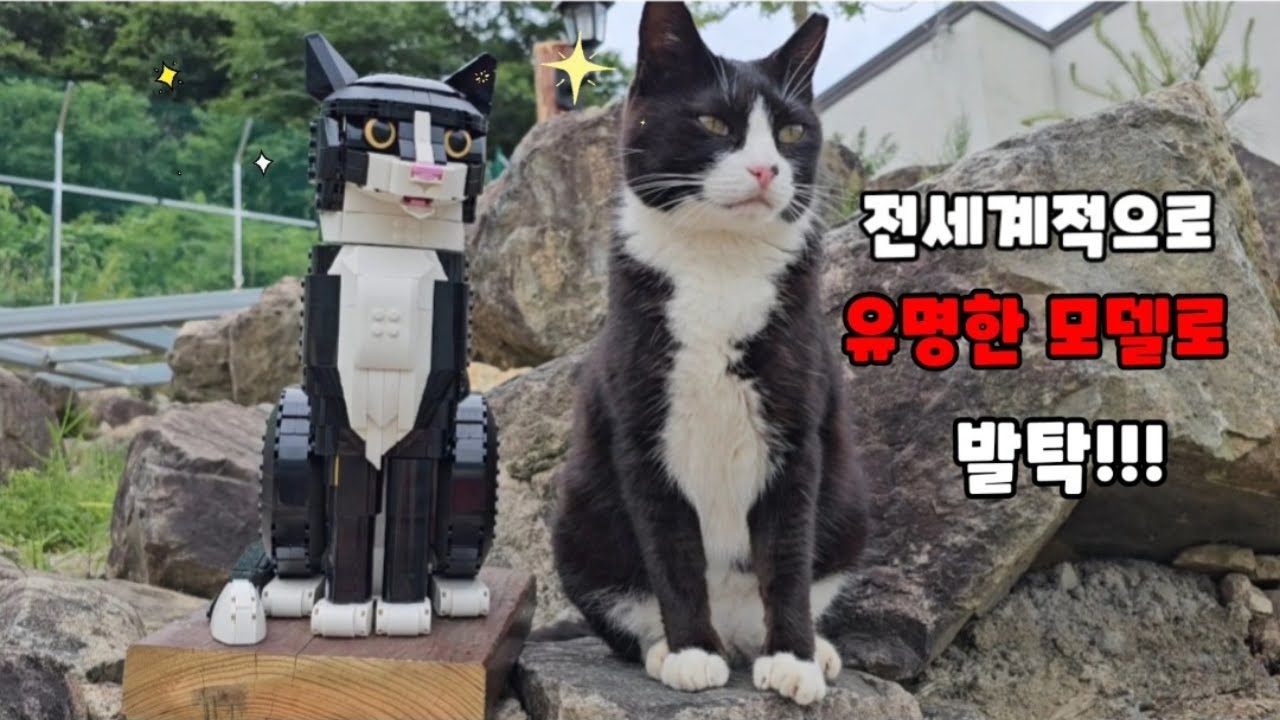 세계적인 광고모델이된 턱시도 고양이 (ft.깜순이덕에 대출이자 갚다ㅋ)