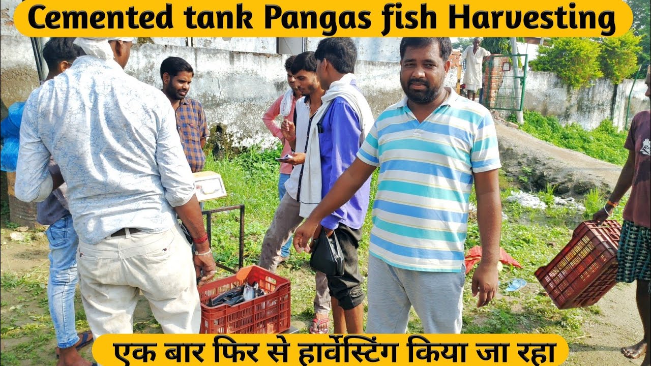 Harvesting Pangas fish (baikra) पंगास फिश | TANK FISH Kasta
