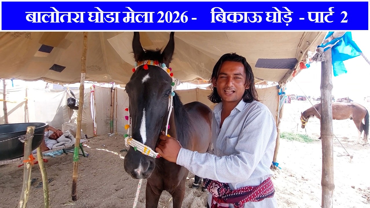 बालोतरा घोड़ा मेला 2026 -पार्ट 2  चैत्र मेला Balotra Horse Fair Tilwada Horse Market In India Video