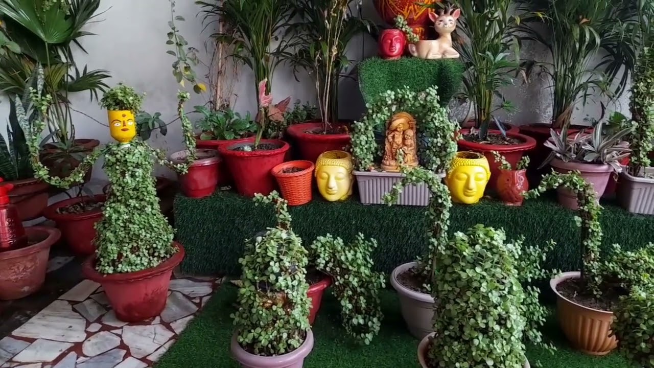 jade plant ki care karna bahut hi ashan tarika | 