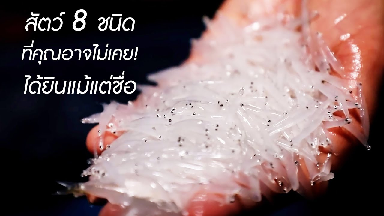 สัตว์ 8 ชนิด ที่คุณอาจไม่เคยได้ยินแม้แต่ชื่อ จนได้ดูช่องนี้! (ส่งท้ายปี พ.ศ.2567)