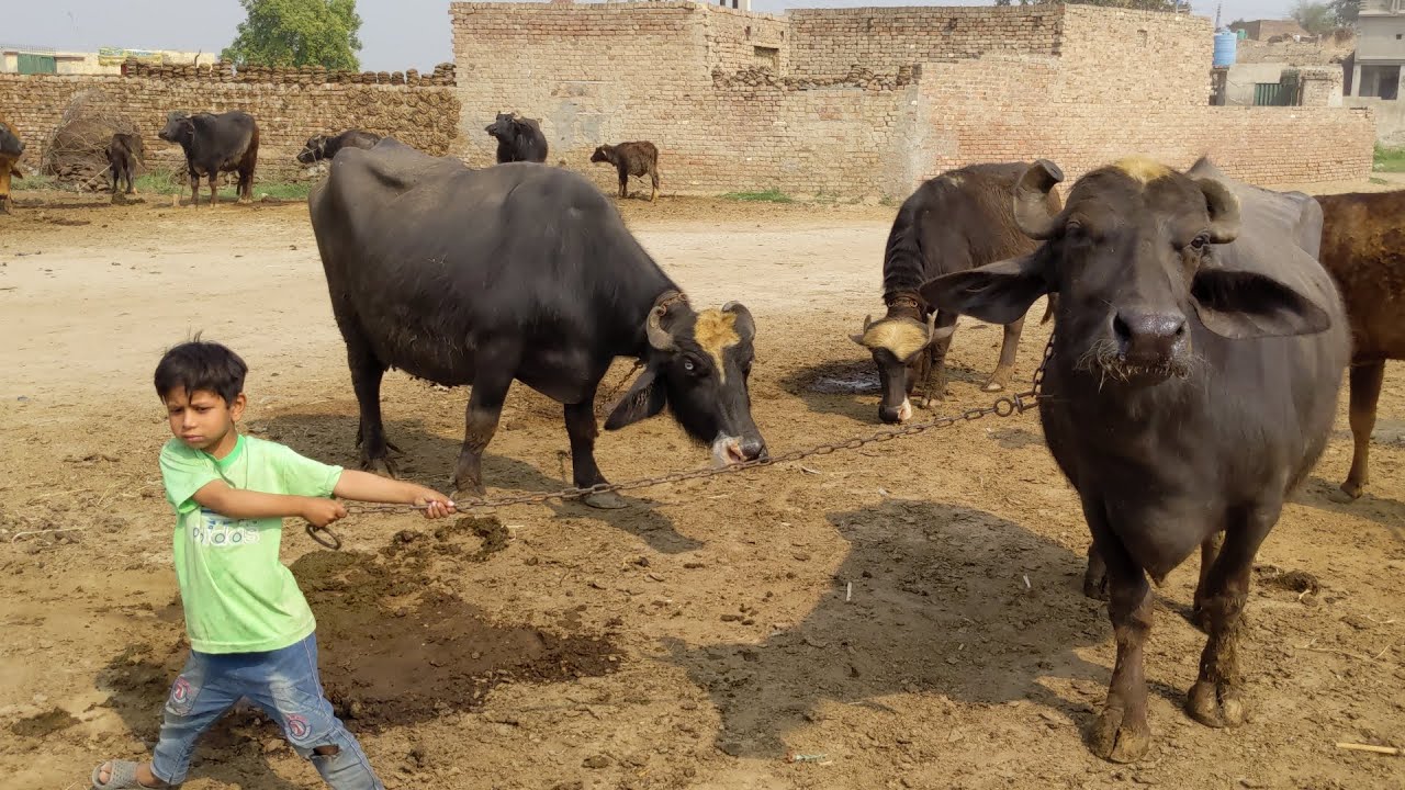 Buffalo routine | buffalo Calf video| doctor vlog 