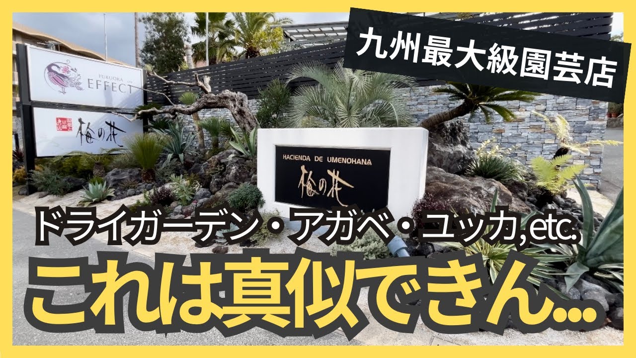 九州最大級園芸店の本気ドライガーデンがやばすぎた【アガベ】【多肉植物】【FUKUOKA EFFECT】