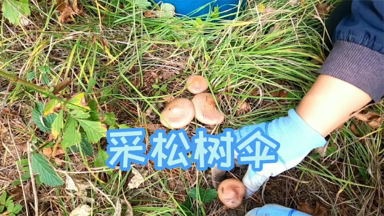 吉林延边，农村姑娘一个人上山采蘑菇，采了半桶松蘑花脸蘑松树伞 #三农  #延边  #采蘑菇  #热门