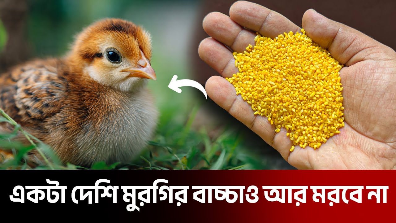 এইটা বানিয়ে খাওয়ালে সারাজীবন দেশি মুরগির বাচ্চা সুস্থ্য থাকবে | দেশি মুরগি পালন