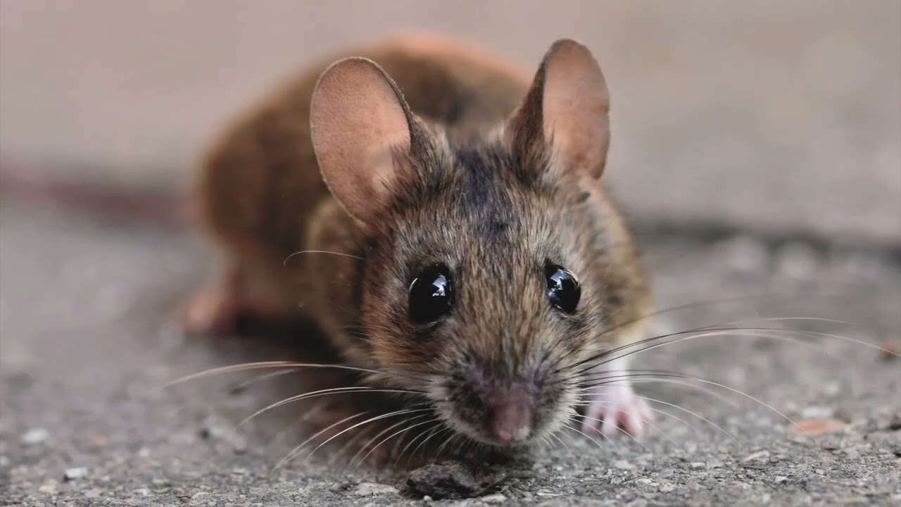 Humane Wildlife Control Introduction
