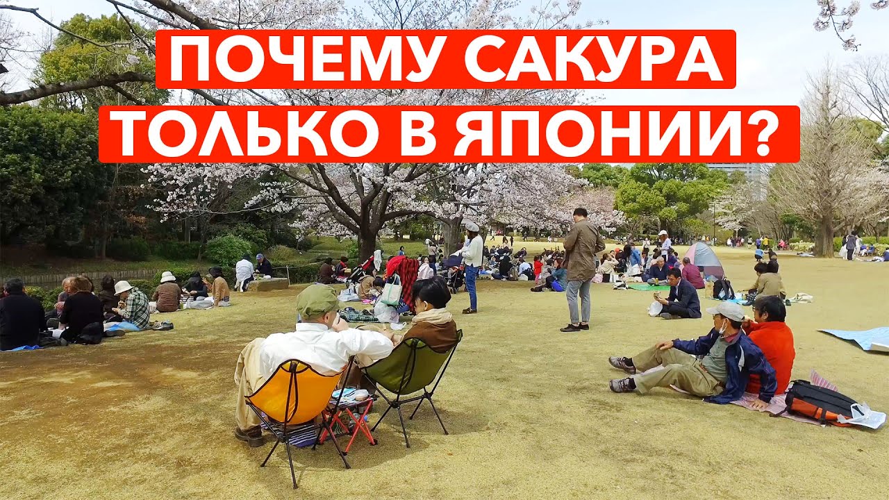 Почему Сакура это больше чем дерево? - Жизнь в Японии