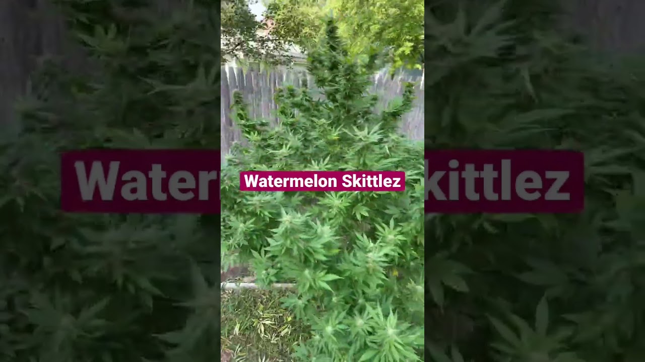Watermelon Skittlez 🍉
