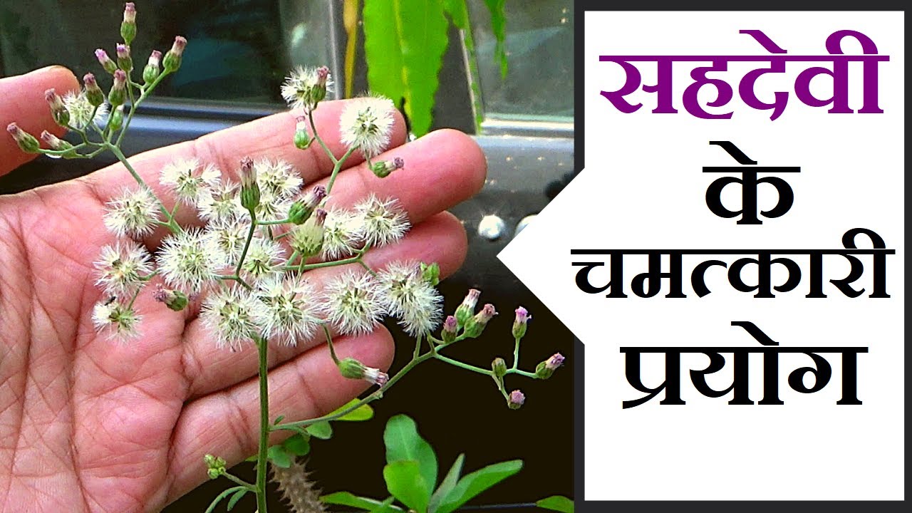 सहदेवी के चमत्कारी प्रयोग │ Benefits of Cyanthillium Cinereum on Health Channel By Vishal Sathye
