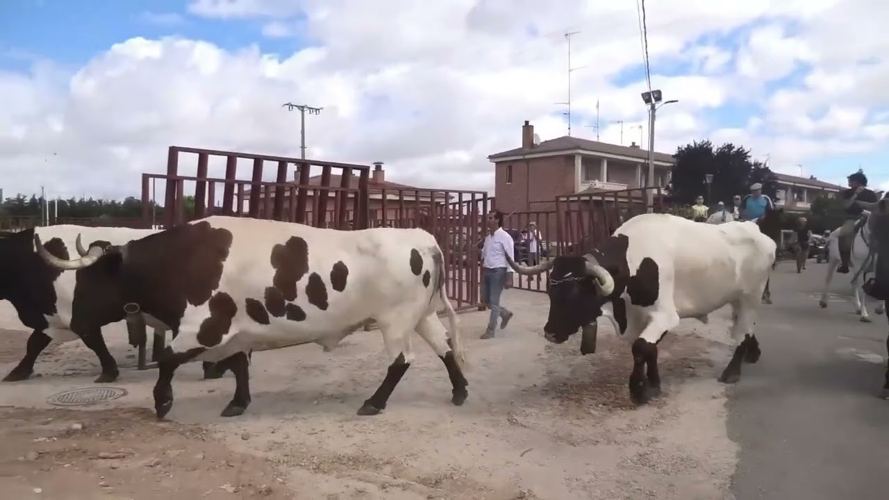 LO MEJOR DEL 2025  SEGUNDA PARTE