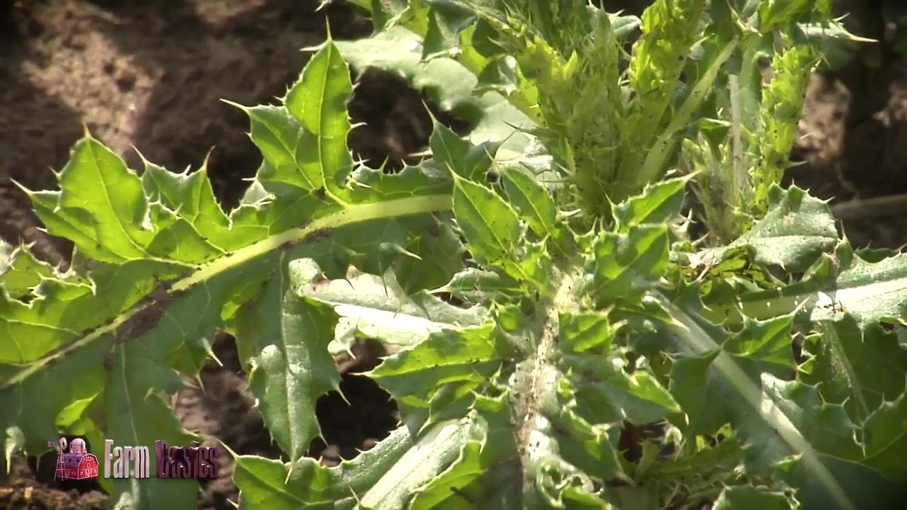 Farm Basics #1002 Controlling Perennial Weeds with Herbicide (Air Date 6-18-17)