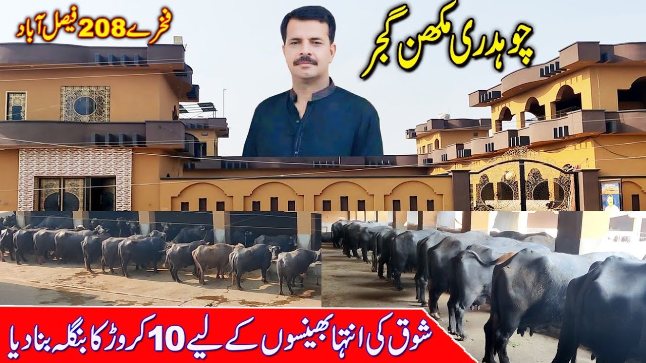 buffalo farming in Pakistan | dairy farming business in Pakistan | niliravi Buffalo farming