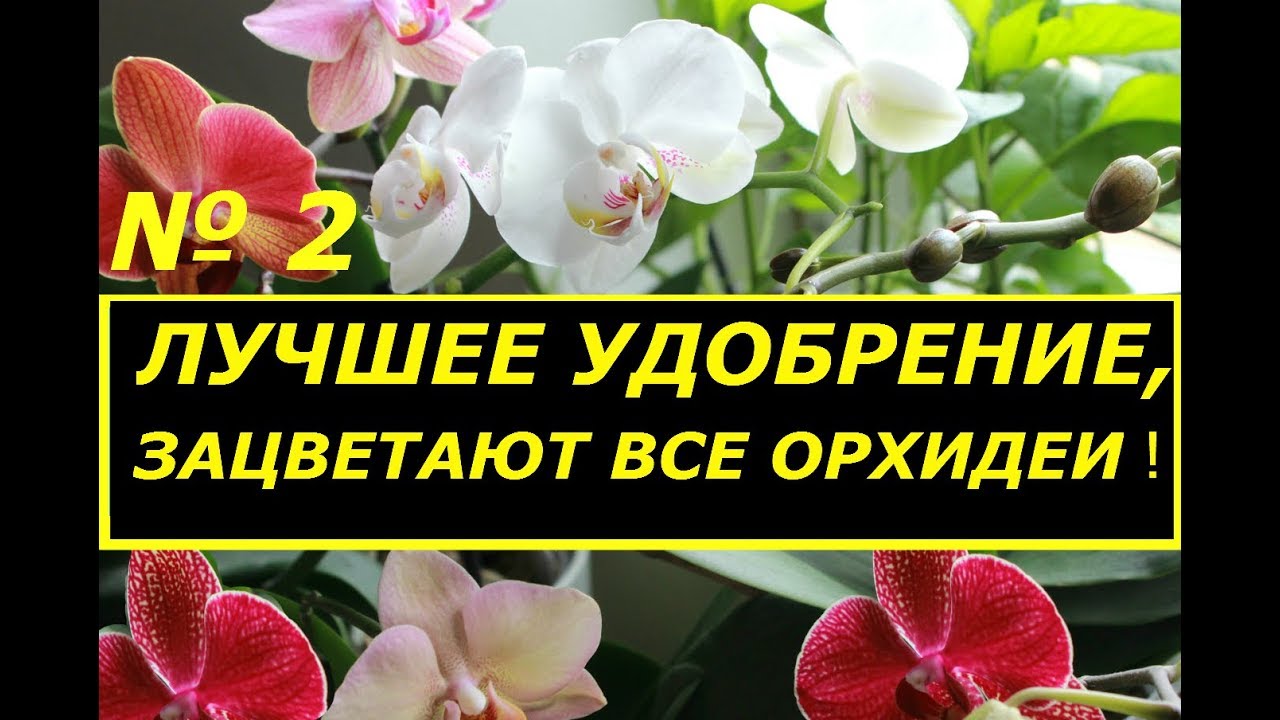 ОТ ЭТОГО УДОБРЕНИЯ ЗАЦВЕТАЮТ ВСЕ ОРХИДЕИ ! СУПЕР ПОДКОРМКА ДЛЯ ФАЛЕНОПСИСОВ ! ПРОДОЛЖЕНИЕ .
