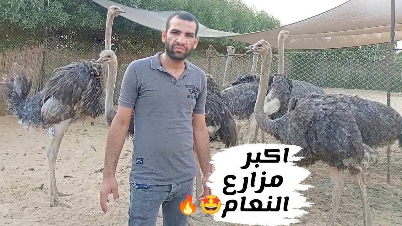 مزرعة المستقبل للنعام اسعااار النعام بالتفصيييل كتاكيت بشاير أسر إنتاج وارقام التواصل