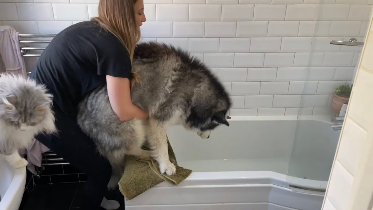 Giant Dog Does Everything Possible To Refuse Bath!!