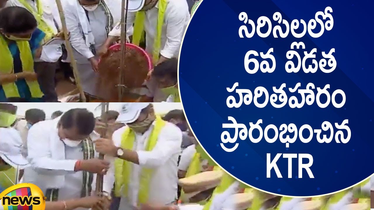 Minister KTR Launches 6th Phase Of Haritha Haram Programme At Sircilla | Telangana News | Mango News