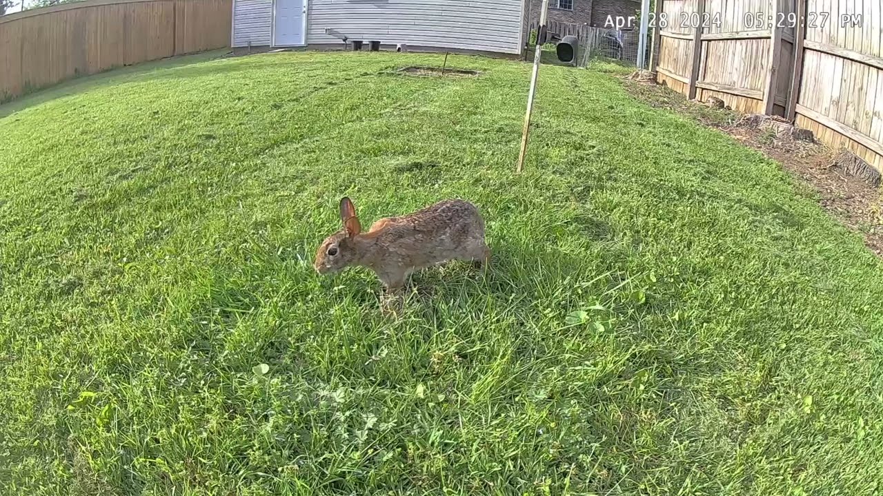 Baby Rabbits 2024 - Batch 1 - 4/28/2024 Mother rabbit feeding the babies and covering the nest twice