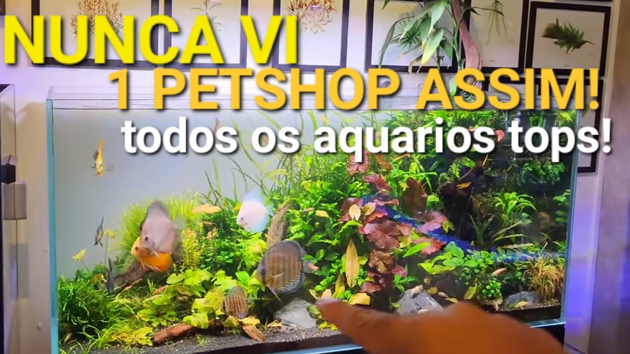 PETSHOP COM AQUÁRIOS MAIS TOPS DO QUE MUITA LOJA DE AQUARISMO - VISITA A SOS ANIMAL EM MARINGÁ PR