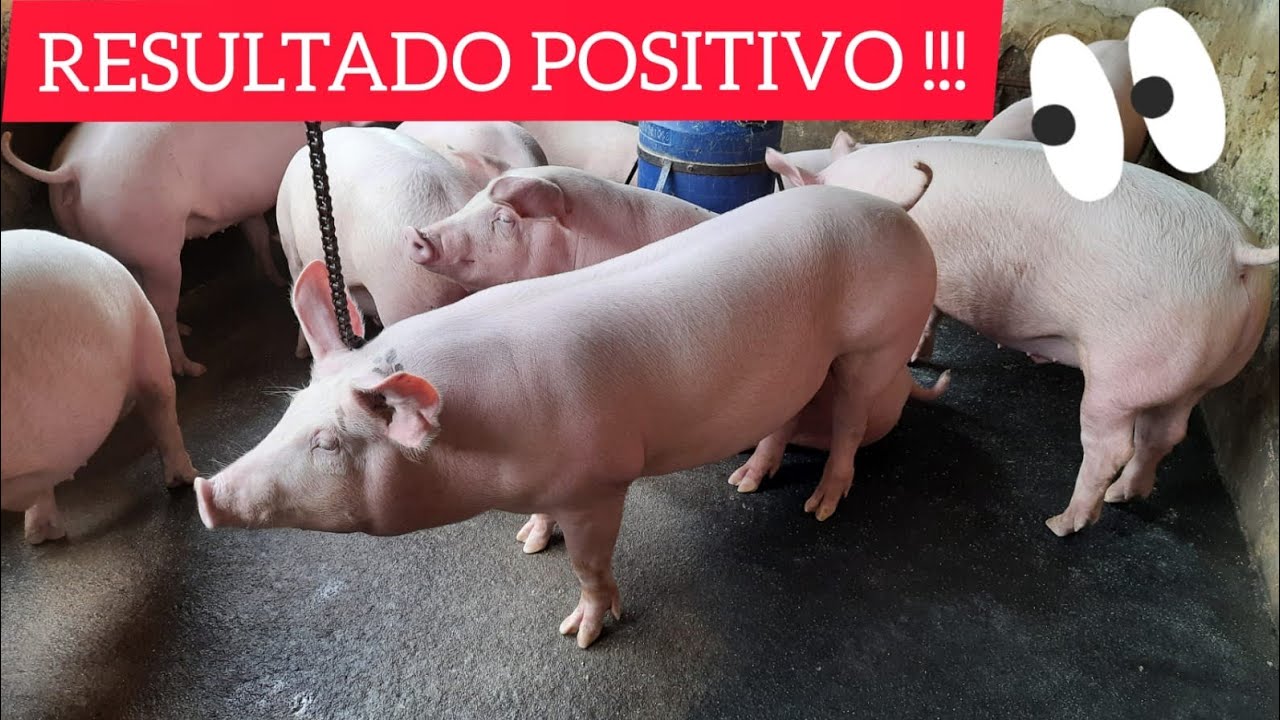 VEJAM O RESULTADO FINAL DOS PORCOS QUE ABATEMOS COM 90 DIAS