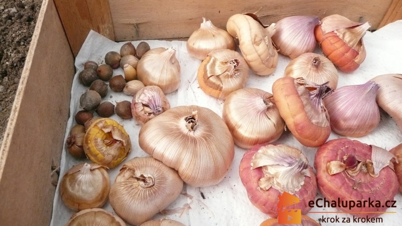 Jak pěstovat gladioly neboli mečíky. Gladiolus