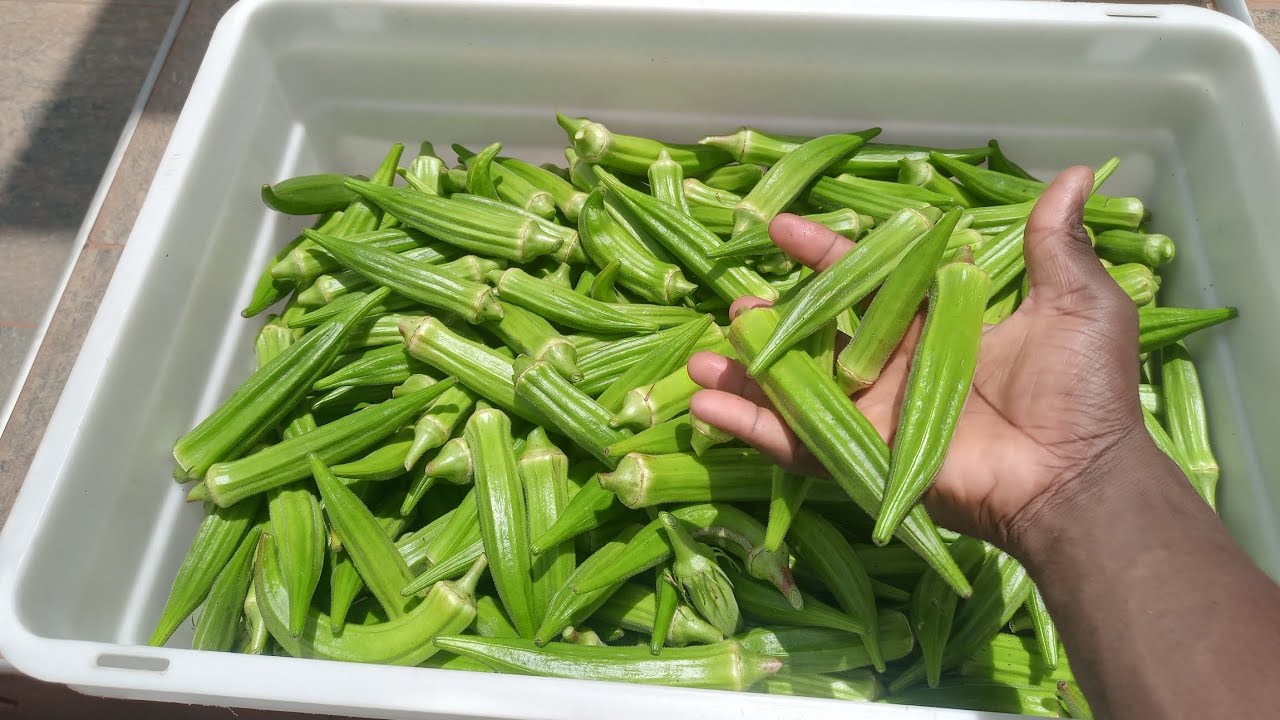 What Okra Farming Taught Me This Season (The Hard Way) 🔥