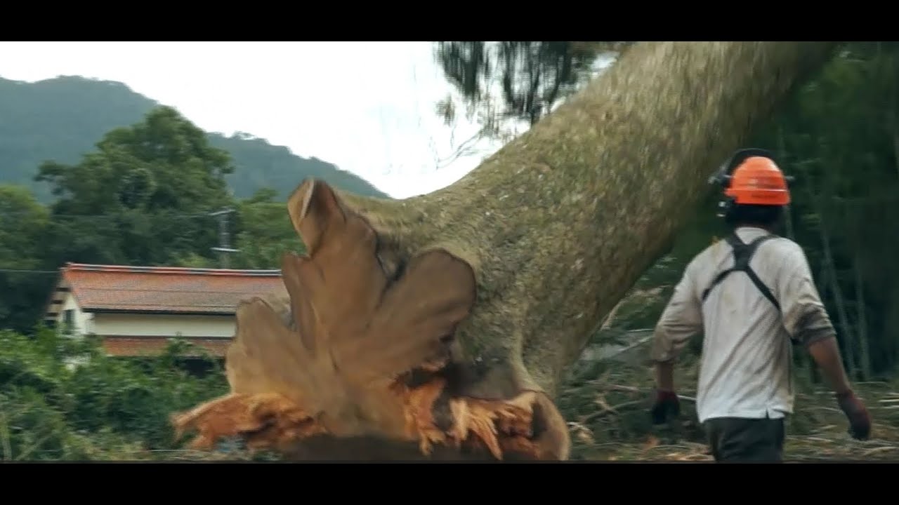 モミ大径木伐採　Japanese fir and large-diamater tree logging