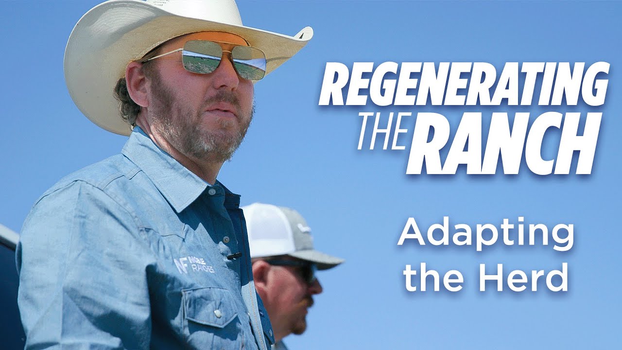 How We Are Adapting Our Cow Herd To Regenerative Ag – Regenerating the Ranch Docuseries
